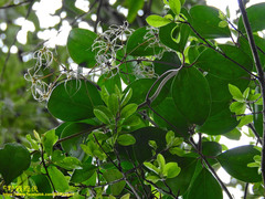 Clematis crassifolia