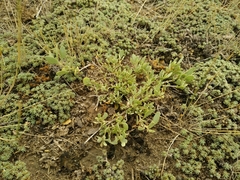 Atriplex verrucifera