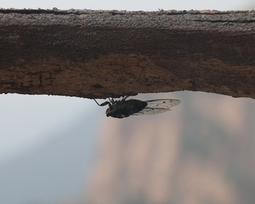 Robust Cicada
