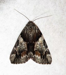 Catocala crataegi