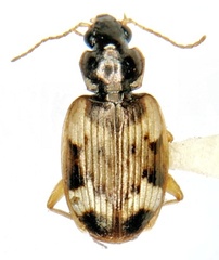 Tetragonoderus fasciatus
