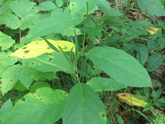 Vincetoxicum ascyrifolium