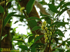 Ilex uraiensis