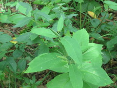 Vincetoxicum ascyrifolium