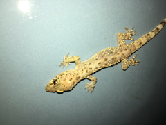 Hemidactylus turcicus
