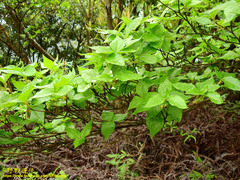 Rhododendron mariesii