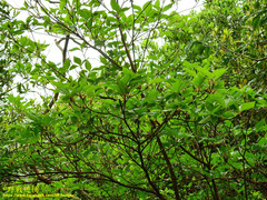 Rhododendron mariesii