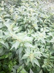 Urtica dioica