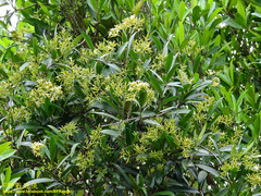 Anodendron affine