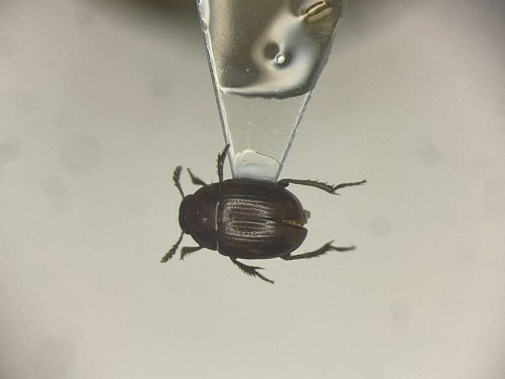 Leiodes impressa