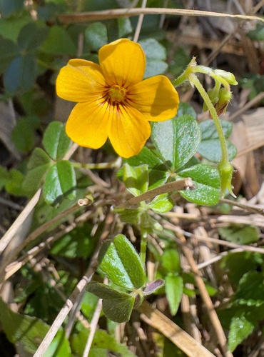 Foto de Trevo-amarelo
