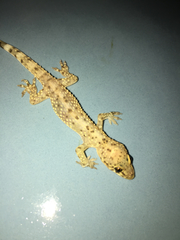 Hemidactylus turcicus