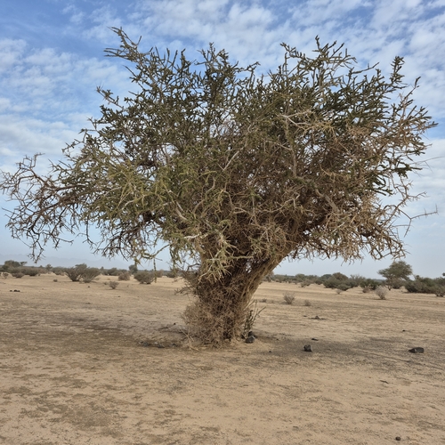 Atil (Maerua crassifolia)