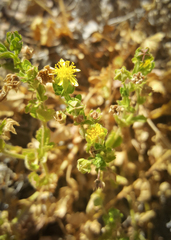 Ivesia saxosa