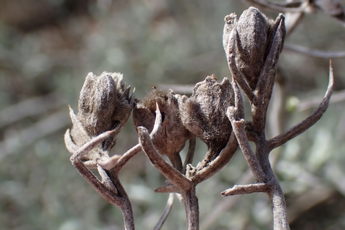 Image of Tetradymia comosa by no rights reserved