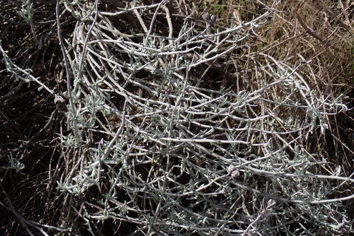 Image of Tetradymia comosa by no rights reserved