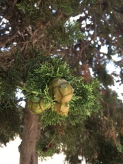 Cupressus sempervirens