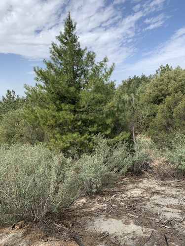 Knobcone × Monterey Pine