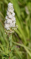 Spiraea alba alba