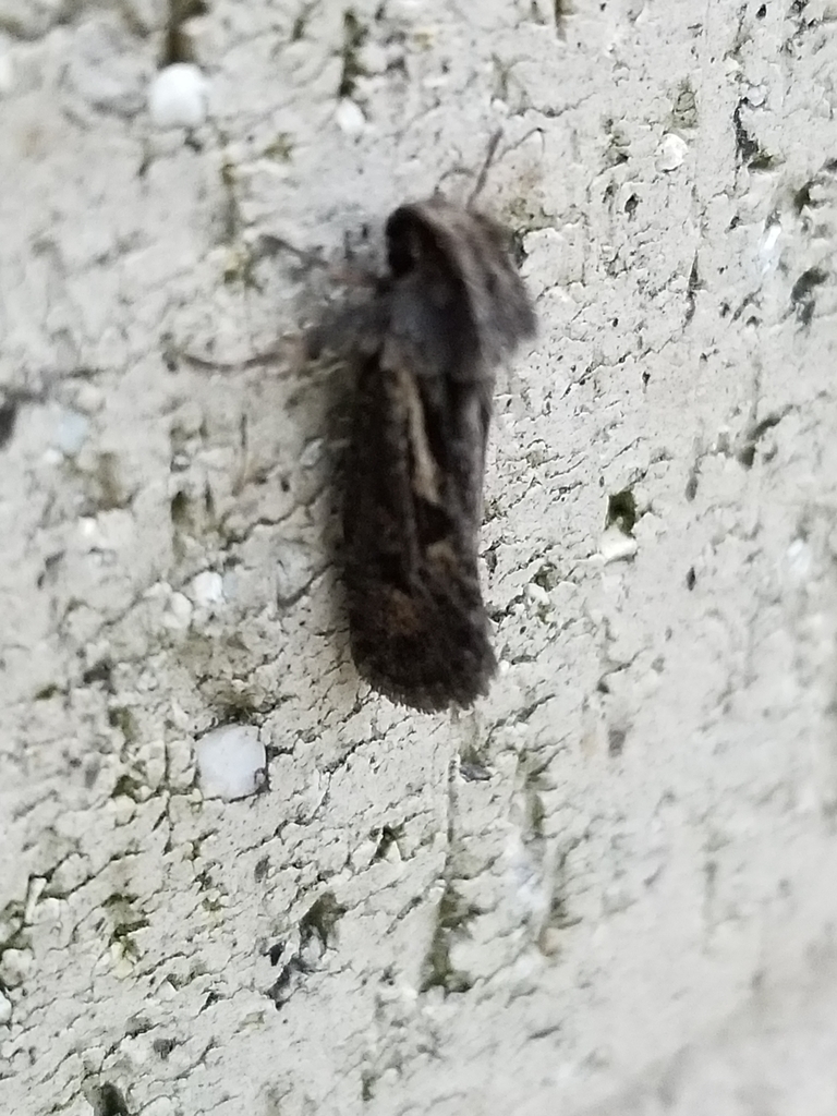 Clemens' Grass Tubeworm Moth from 7070 Oakland Mills Rd, Columbia, MD ...