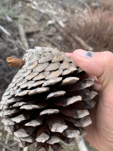 Knobcone × Monterey Pine