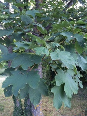 Acer pseudoplatanus