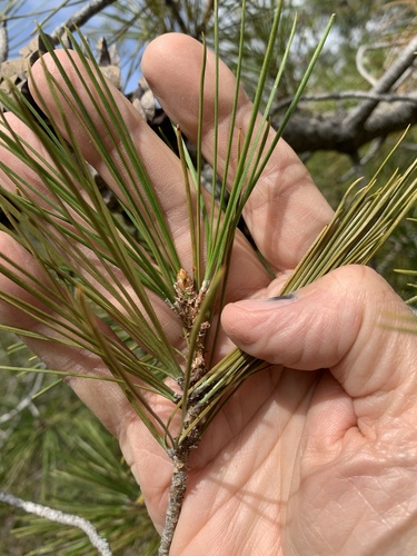 Knobcone × Monterey Pine