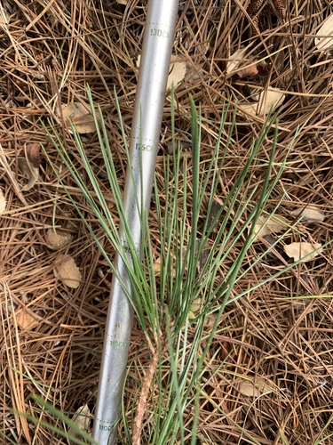 Knobcone × Monterey Pine