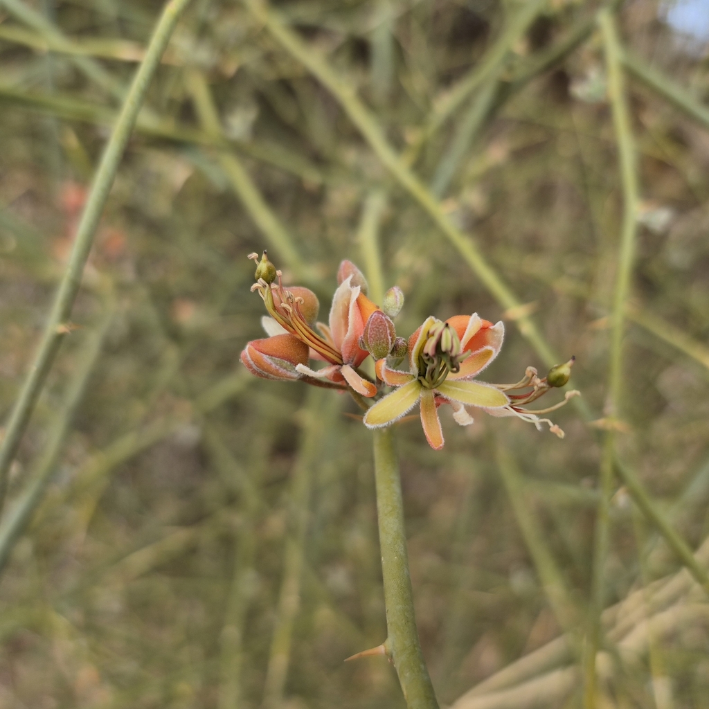 C. aphylla (Capparis decidua)