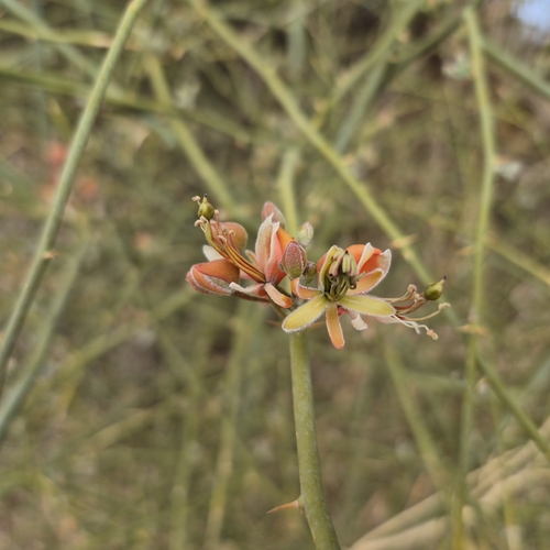 C. aphylla (Capparis decidua)