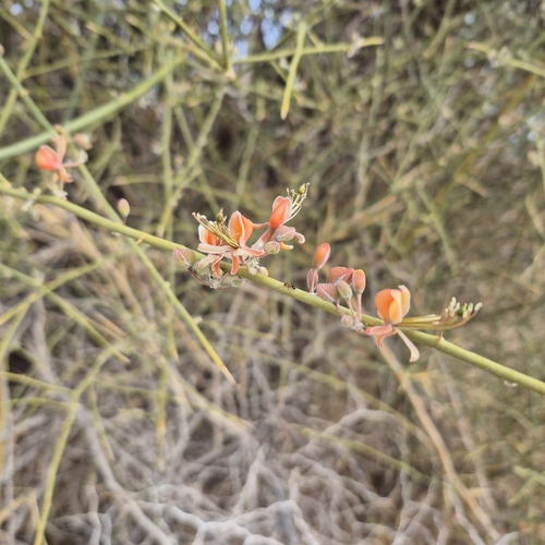 Image of Capparis decidua by (c) Mahomed Desai, some rights reserved (CC BY)