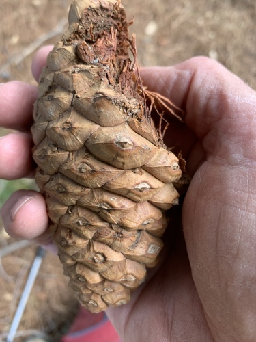 Knobcone × Monterey Pine