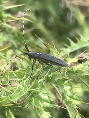 Agapanthia villosoviridescens