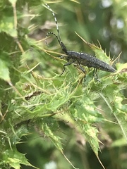 Agapanthia villosoviridescens
