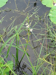 Sagittaria trifolia