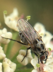 Anthomyia pluvialis