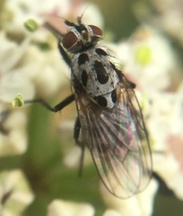 Anthomyia pluvialis