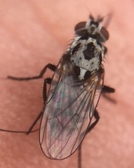 Anthomyia pluvialis