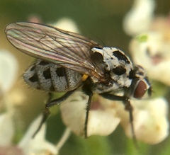 Anthomyia pluvialis