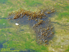 Sargassum horneri