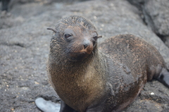 Arctocephalus galapagoensis