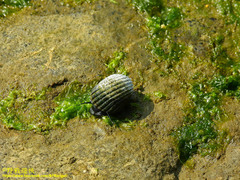 Nerita costata