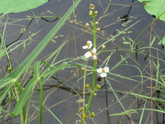 Sagittaria trifolia