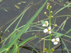 Sagittaria trifolia