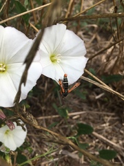 Pyropteron chrysidiforme