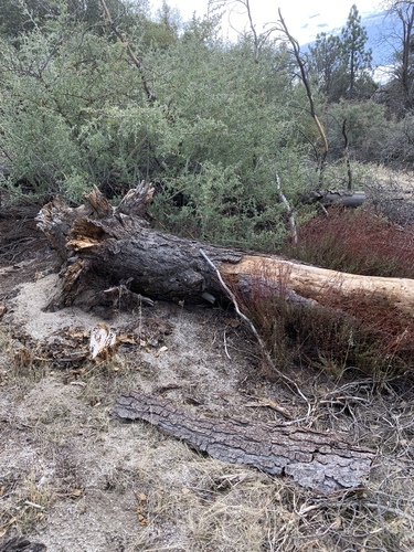 Knobcone × Monterey Pine