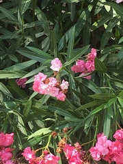 Nerium oleander