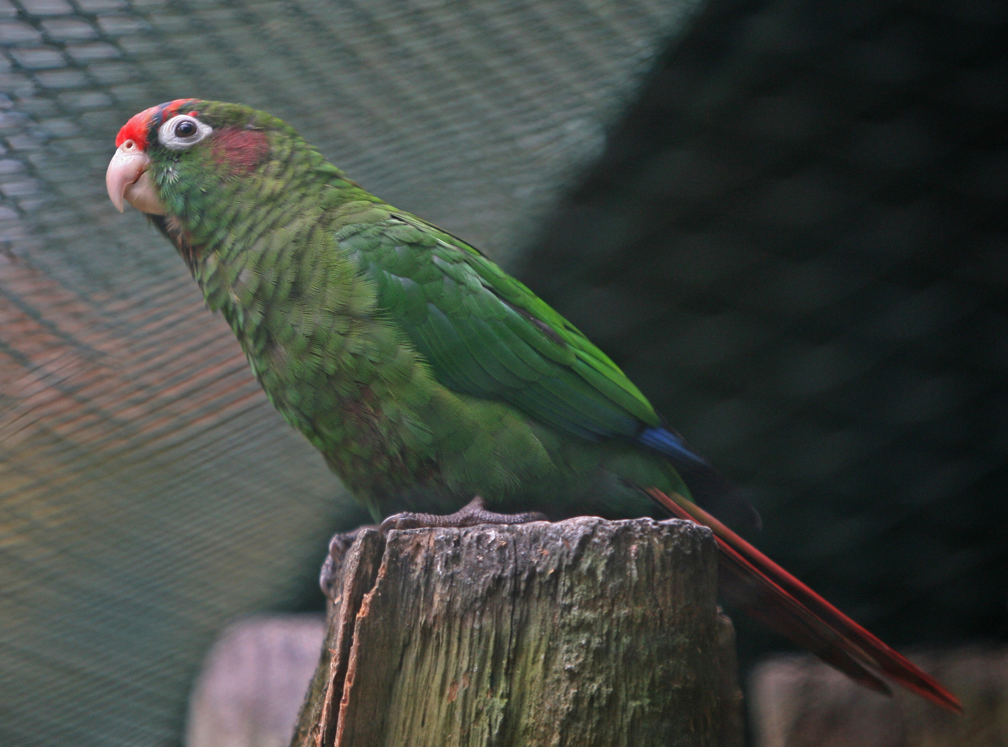 Rose-headed Parakeet illustration