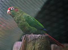 Rose-Crowned Parakeet photo 1