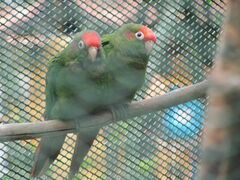 Rose-Crowned Parakeet photo 2